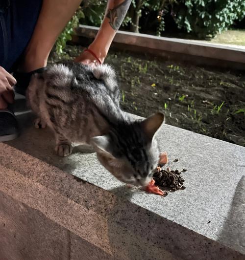 地下室放置猫粮，流浪猫能否发现？