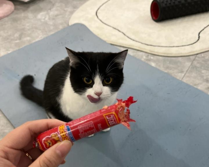 猫咪同时吃猫粮和火腿肠好吗？这样喂食有什么风险？