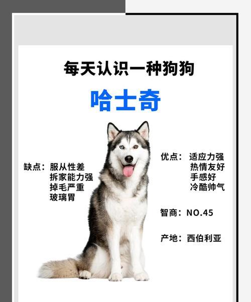 哈士奇在叙利亚的价格是多少？购买渠道有哪些？