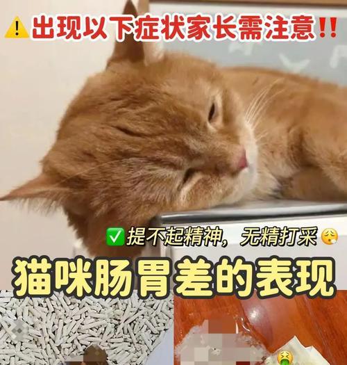 猫咪吃了新猫粮后呕吐腹泻怎么办？