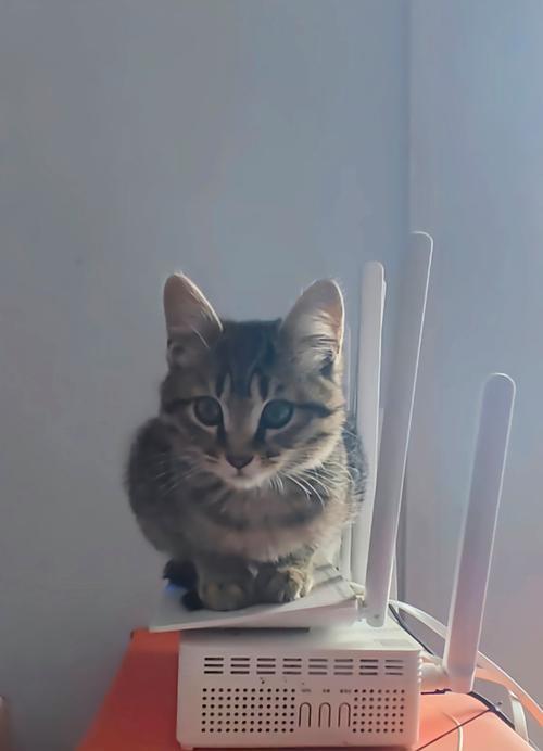 猫光吃猫草棒不吃猫粮怎么回事？可能的原因和解决办法是什么？