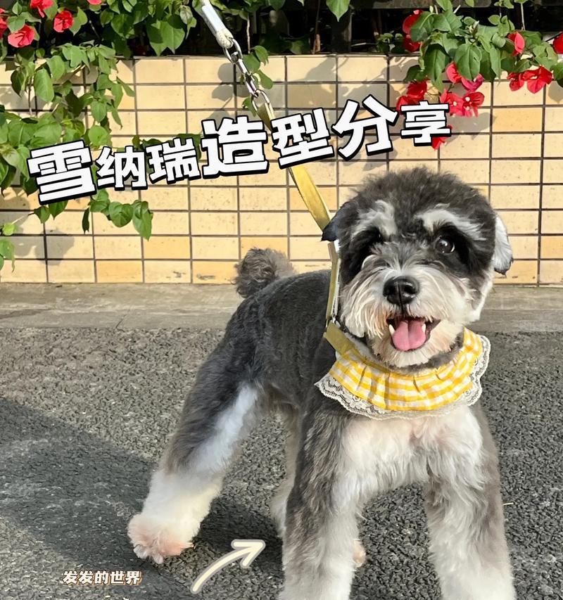 雪纳瑞的推荐发型价格是多少？