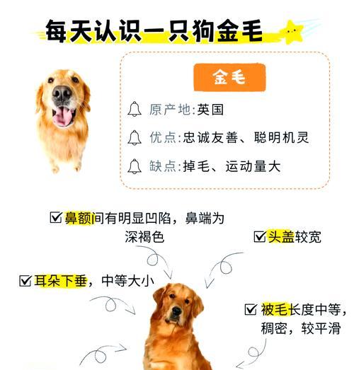 金毛犬轻咬人但不使劲是什么原因？如何纠正这种行为？