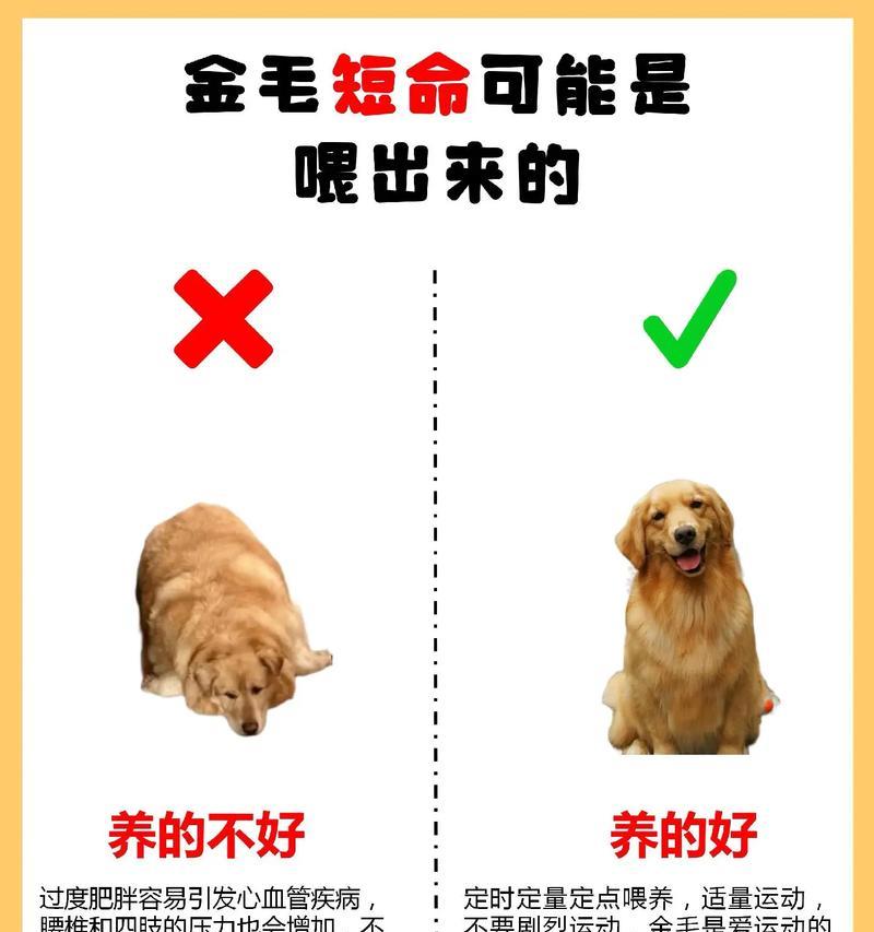 金毛犬轻咬人但不使劲是什么原因？如何纠正这种行为？