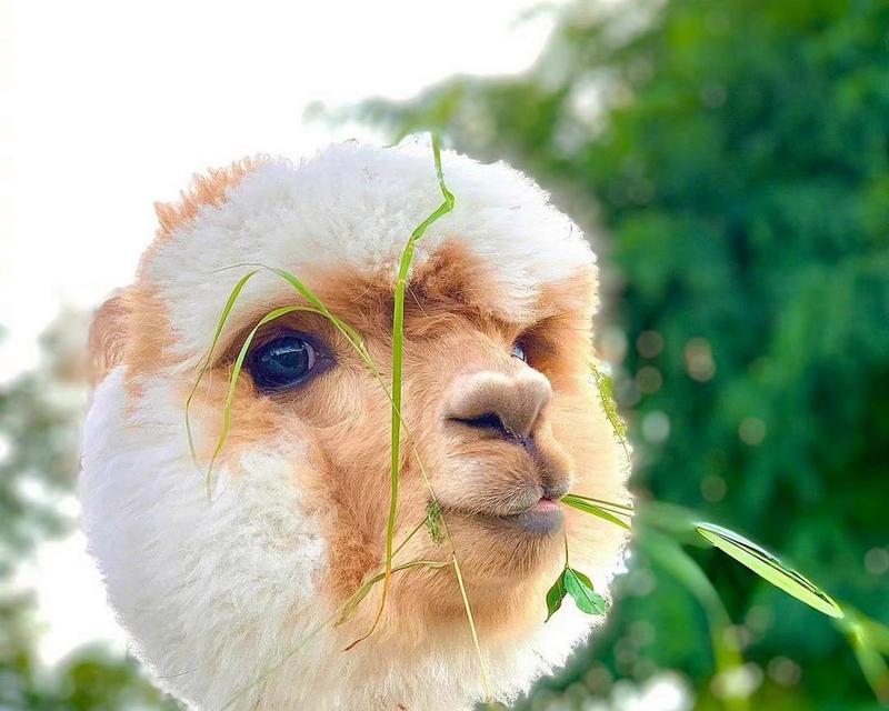 羊驼关节肿大流脓的治疗方法是什么？