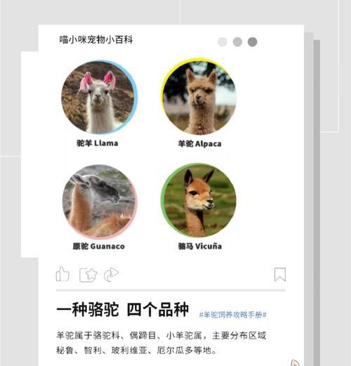 羊驼关节肿大流脓的治疗方法是什么？