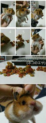 仓鼠误食猫粮会有哪些不良反应？
