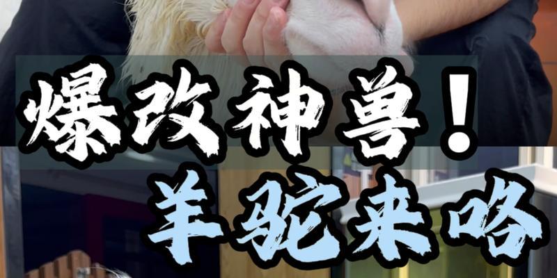 宠物羊驼为何见到牛会叫唤？是出于恐惧吗？