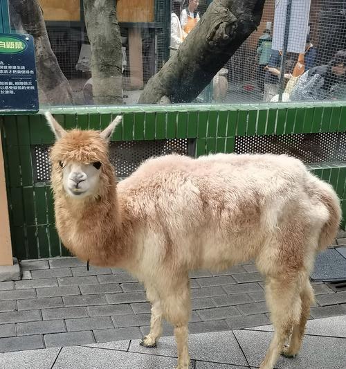 宠物羊驼为何见到牛会叫唤？是出于恐惧吗？