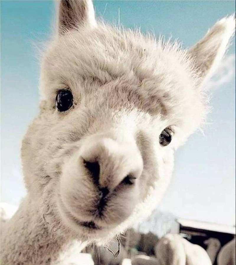 宠物羊驼为何见到牛会叫唤？是出于恐惧吗？