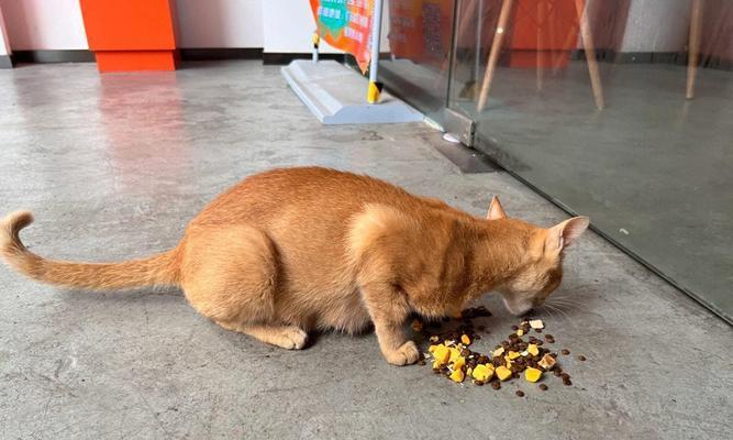 橘猫食用增重猫粮会有哪些影响？
