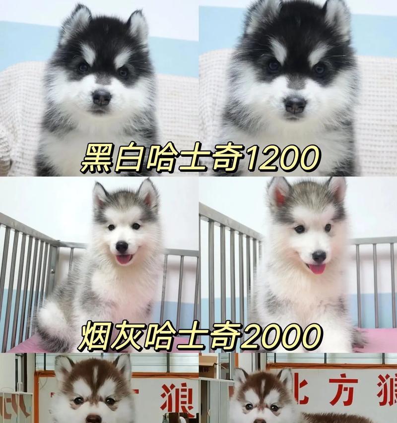 哈士奇到叙利亚多少公里路最好？