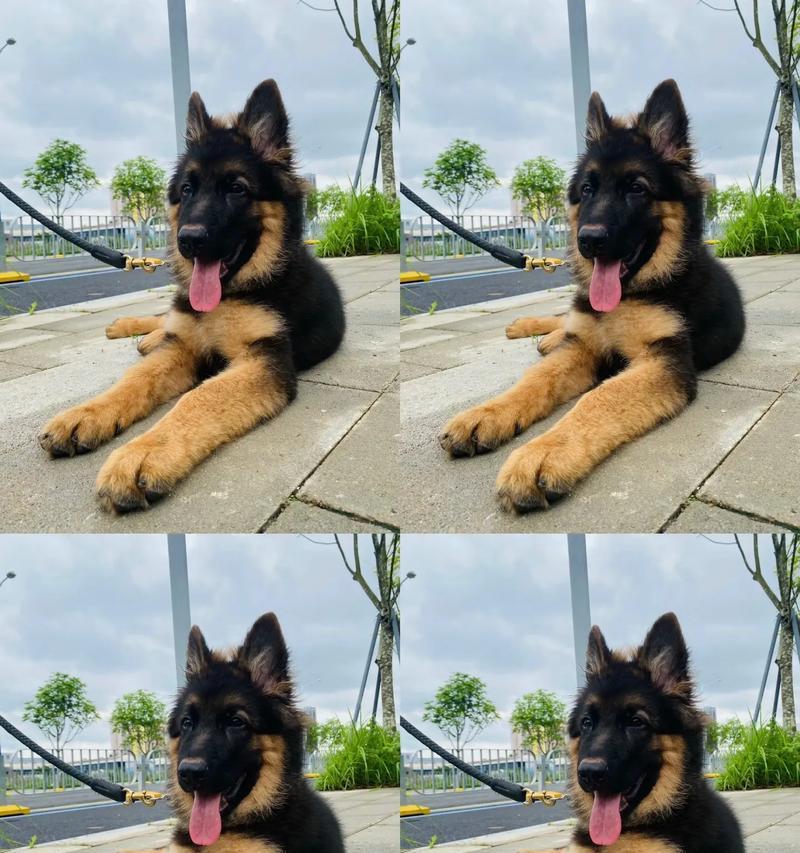 德国牧羊犬幼犬需要多久才能断奶？