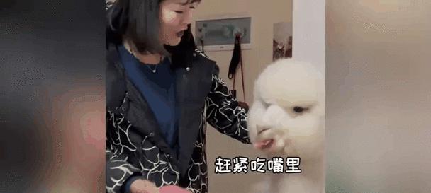 羊驼对冰棍的喜好背后有何原因？