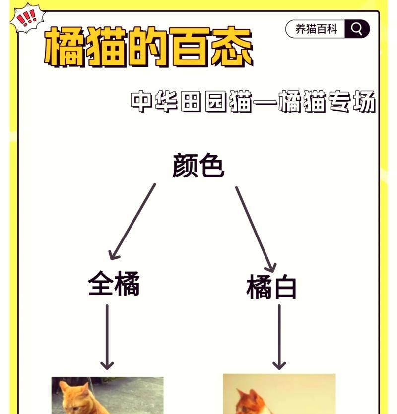 橘猫母猫喂食策略是什么？