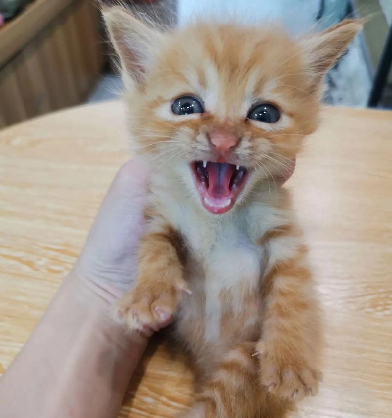 橘猫母猫喂食策略是什么？