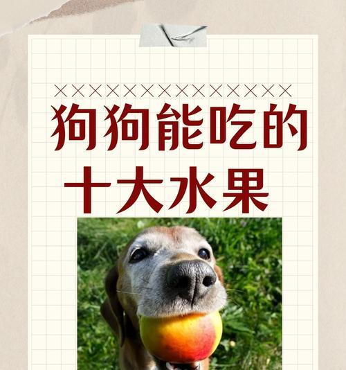 狗粮短缺时可以给狗吃哪些水果？