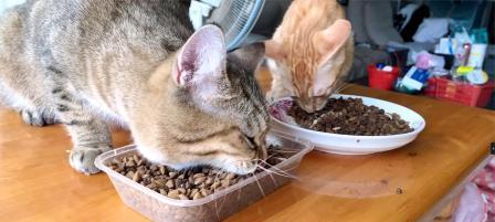 橘猫的饮食偏好是什么？哪些猫粮最适宜橘猫？