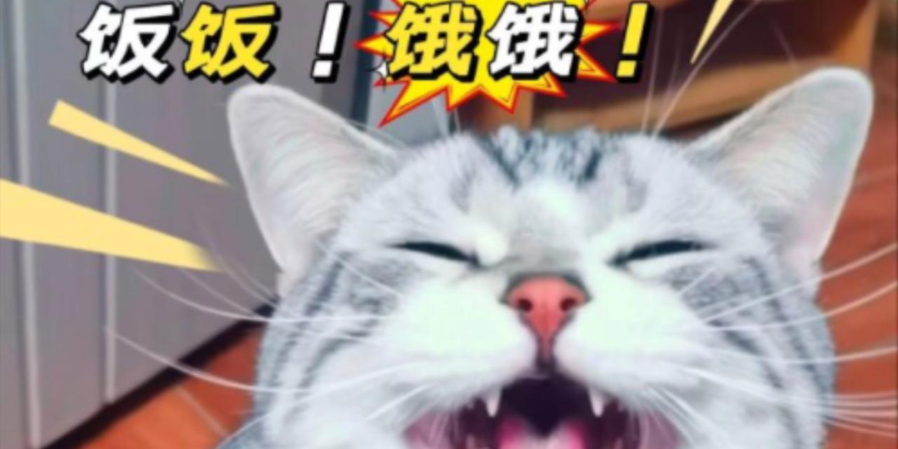 没猫粮一天没吃会死吗？猫咪饥饿的后果是什么？