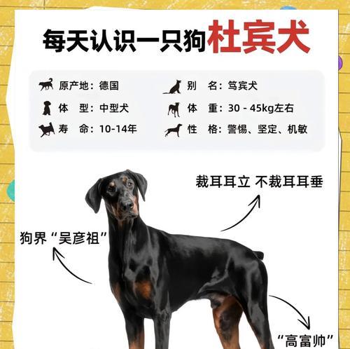 如何以优惠价格购买正规杜宾犬狗粮？