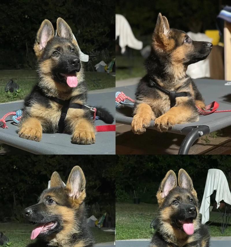 德牧幼犬多少钱一只狗市？购买德牧幼犬需要注意什么？