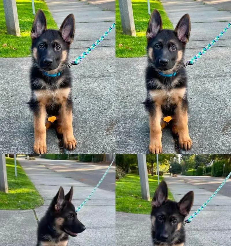 德牧幼犬多少钱一只狗市？购买德牧幼犬需要注意什么？
