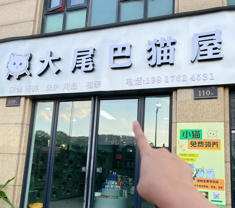 铜陵宠物猫咪售卖店有哪些特色服务？
