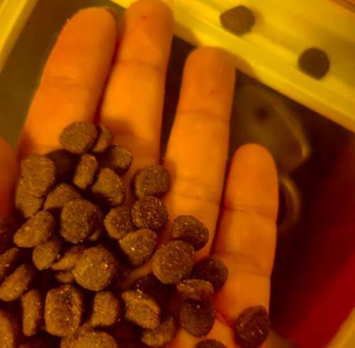 怎么用鸡肉做猫粮教程？步骤详细吗？
