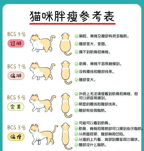 如何控制肥胖猫咪的猫粮摄入量？