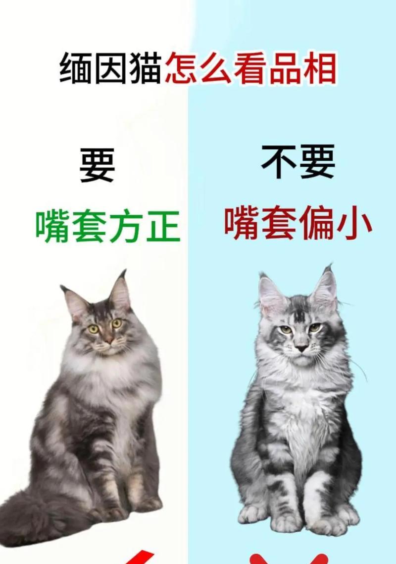 缅因猫挑食只吃猫粮怎么办？如何调整饮食习惯？