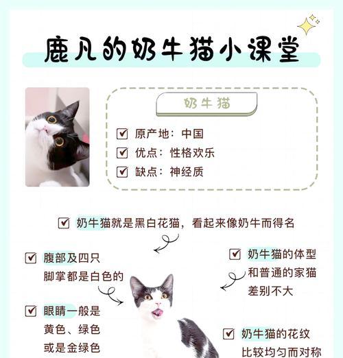 奶牛猫拒绝猫粮偏爱吃肉怎么办？如何调整饮食？