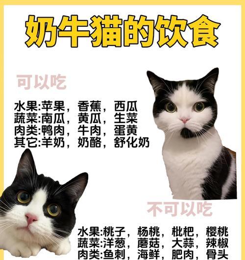 奶牛猫拒绝猫粮偏爱吃肉怎么办？如何调整饮食？