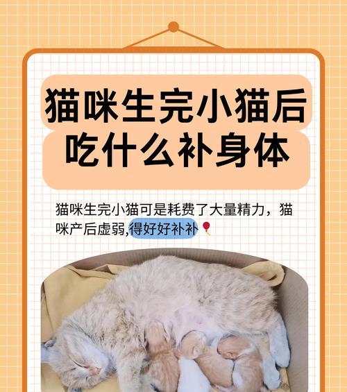 生完孩子的猫咪如何喂食猫粮？