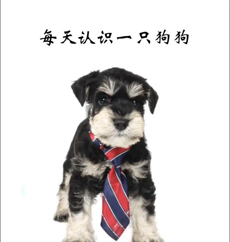 雪纳瑞犬的市场价格是多少？德牧头孢一天打几次啊多少钱？