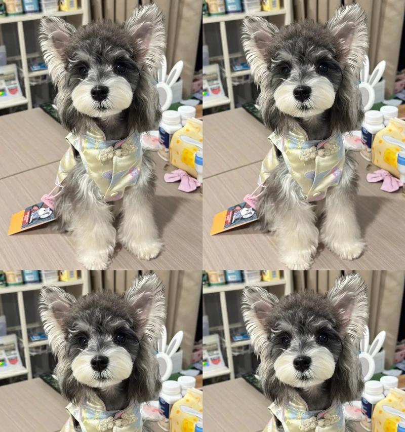 雪纳瑞犬的市场价格是多少？德牧头孢一天打几次啊多少钱？