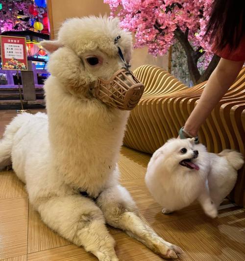 哪种狗的外观与羊驼相似？它们有哪些共同特征？