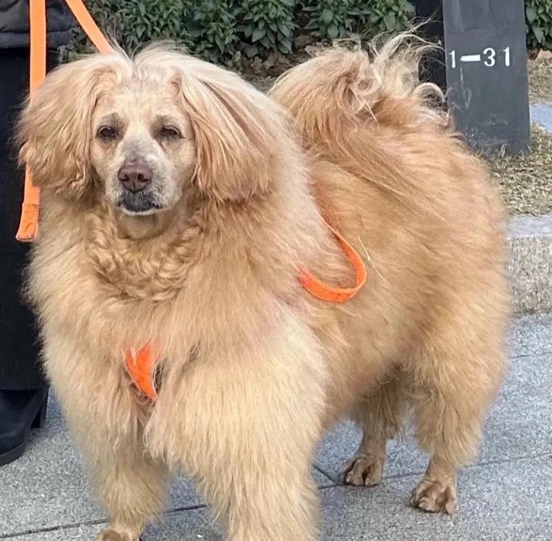 哪种狗的外观与羊驼相似？它们有哪些共同特征？