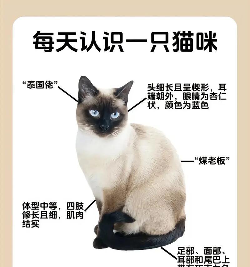 如何训练暹罗猫小奶猫吃猫粮？