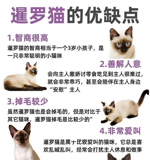 如何训练暹罗猫小奶猫吃猫粮？
