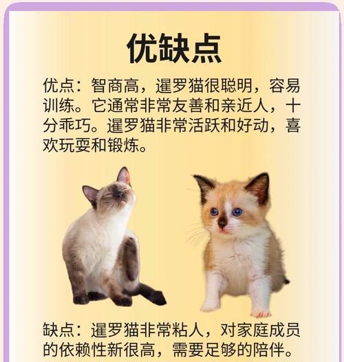如何训练暹罗猫小奶猫吃猫粮？