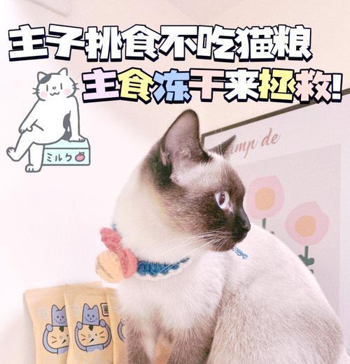 猫咪不吃干猫粮应该怎么办？有无替代方案？