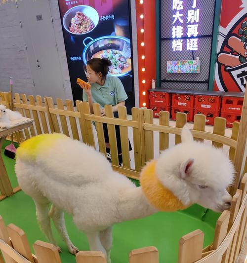 羊驼餐厅在马来西亚怎么找到？具体路线是什么？