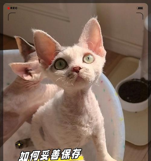 夏季高温下猫粮如何妥善保存？