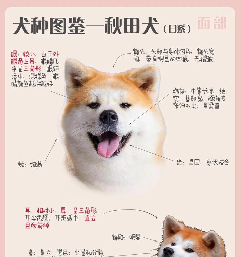 秋田犬与德牧配种的费用是多少？