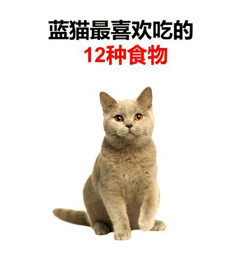 蓝猫偏爱的食物有哪些？