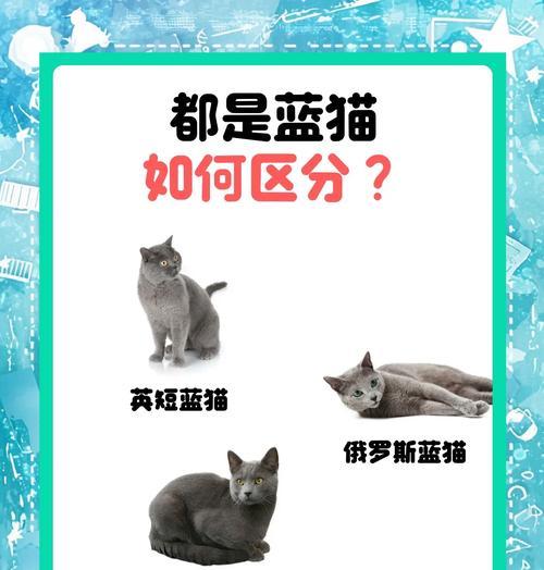 蓝猫偏爱的食物有哪些？