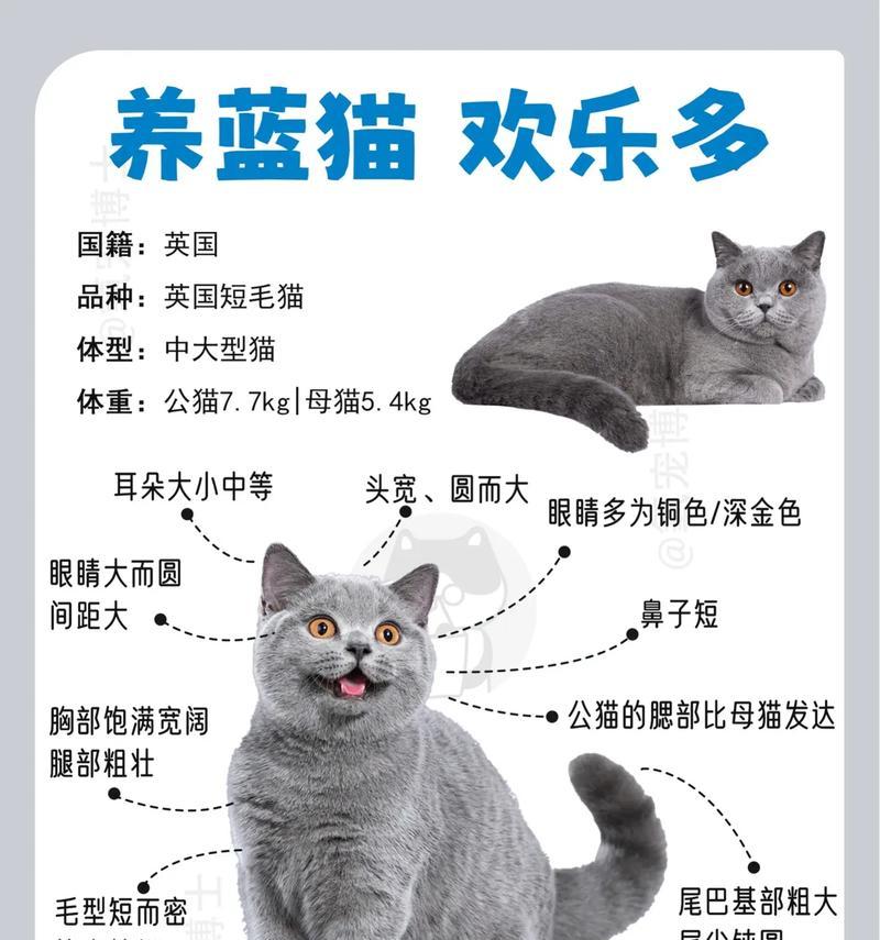 蓝猫偏爱的食物有哪些？