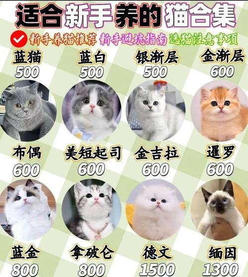 铜陵哪里可以购买宠物猫？购买时应注意什么？