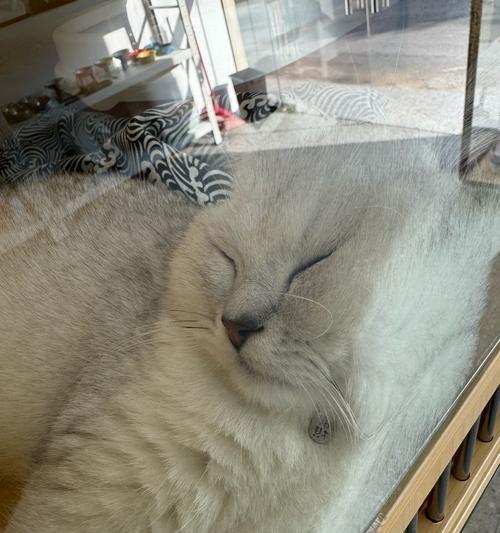 铜陵哪里可以购买宠物猫？购买时应注意什么？