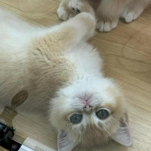 铜陵哪里可以购买宠物猫？购买时应注意什么？